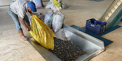 Zeytinyağı Fabrikalarında Yoğunluk 